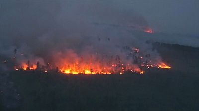 Brände vernichten den Lebensraum Wald