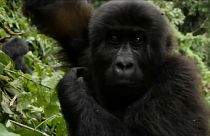 WWF beklagt Wald-Notstand: Viele Populationen seit 1970 halbiert