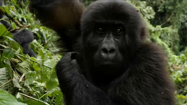 WWF: le popolazioni di animali nelle aree forestali si sono dimezzate in 50 anni WWF: le popolazioni di animali nelle aree forestali si sono dimezzate in 50 anni