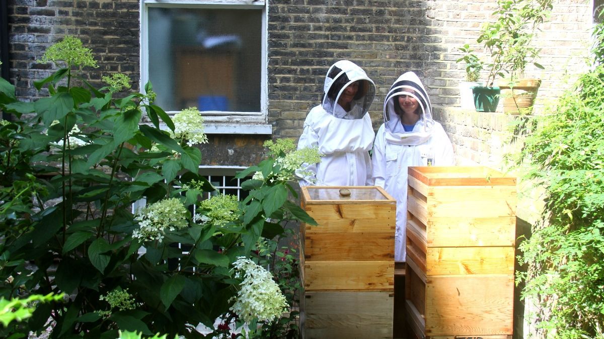 My day as an urban beekeeper at the Melissa Bee Sanctuary
