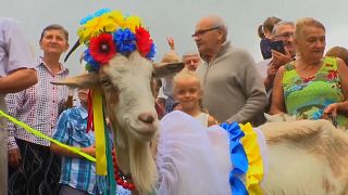 Ukraine's gorgeous goats compete for beauty crown