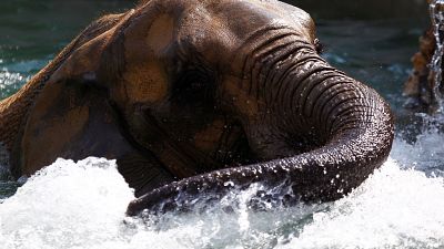 Watch: Elephants keep it cool amid high temperatures