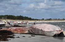 France : une baleine de 13 mètres échouée, sans vie, sur une plage