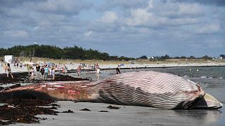 France : une baleine de 13 mètres échouée, sans vie, sur une plage