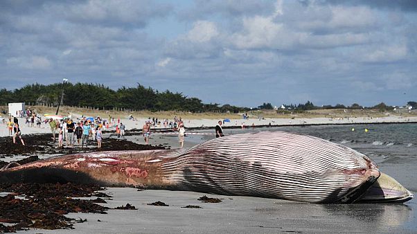 France Une Baleine De 13 Mètres échouée Sans Vie Sur Une