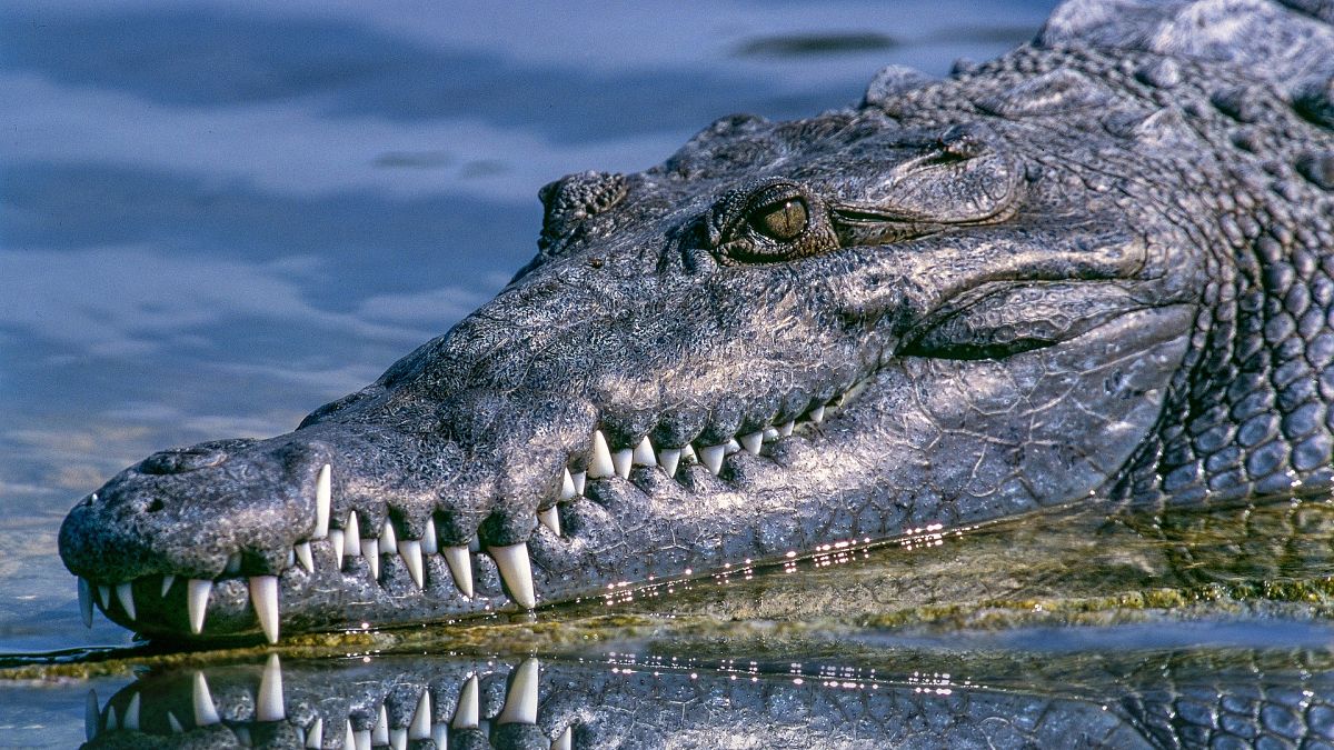 تمساح يهاجم امرأة في ولاية ساوث كارولينا ويغرز أسنانه في جسدها 
