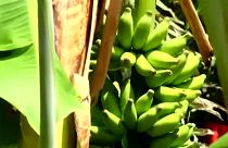 Végzetes betegség támadta meg a nagy banánültetvényeket