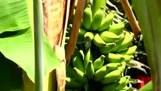Végzetes betegség támadta meg a nagy banánültetvényeket