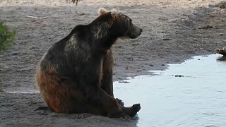Камчатка: голодные медведи на туристической тропе