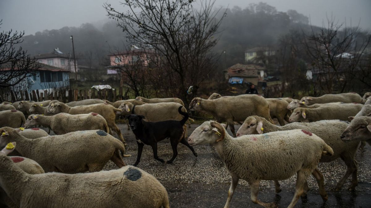 Çanakkale'de koyunlardaki veba salgını insanları etkiler mi? Uzmanlar değerlendiriyor