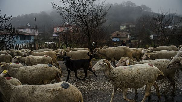 Çanakkale'de koyunlardaki veba salgını insanları etkiler mi? Uzmanlar değerlendiriyor Çanakkale'de koyunlardaki veba salgını insanları etkiler mi? Uzmanlar değerlendiriyor