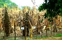 Braune Bananenstauden: In Kolumbien schlägt der Pilz zu