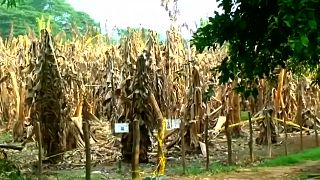 Braune Bananenstauden: In Kolumbien schlägt der Pilz zu