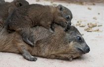 Szirtiborzok születtek egy brit állatkertben