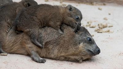Tiny trio of rock hyrax pups born at Chester Zoo
