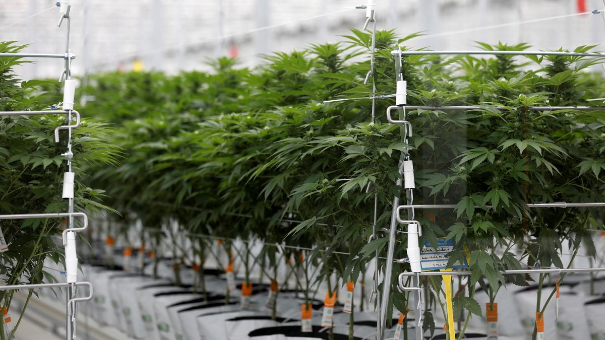 Europe faces a health crisis if cannabis products are not regulated to protect consumers ǀ View