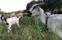 Allzweckwaffe Schaf: Brandschützer und Milchspender