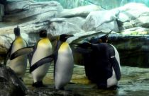Yeni Zelanda'da insan boyunda dev penguen fosili bulundu