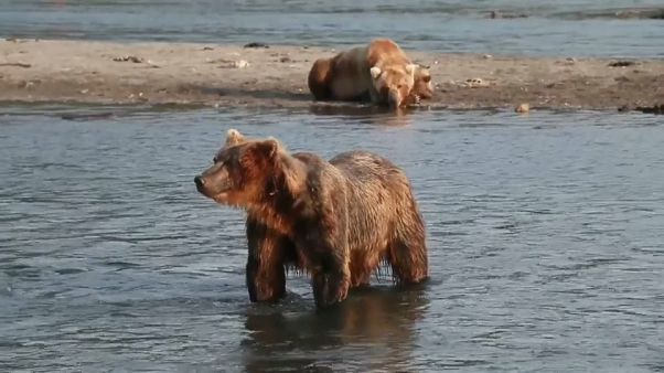 Russie : des ours s'aventurent dans un circuit touristique pour trouver à manger Russie : des ours s'aventurent dans un circuit touristique pour trouver à manger