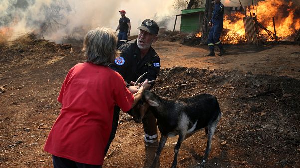 Euböa im Ausnahmezustand: Tausende Tiere verbrannt Euböa im Ausnahmezustand: Tausende Tiere verbrannt