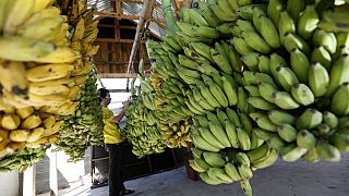 Κολομβία: Η αρρώστια της μπανάνας