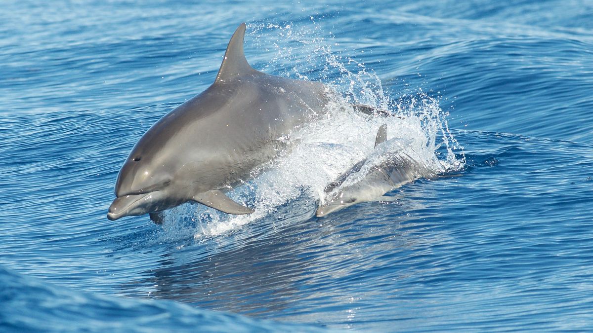 Measles-like disease killing dolphins in Tuscany, scientists reveal