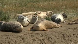 Watch: Promising signs for the Thames's seal population
