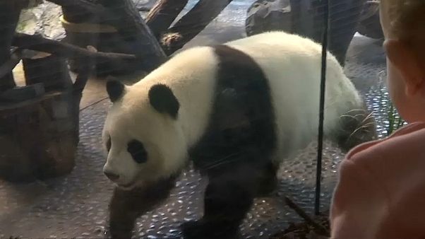 Frau Meng Meng, sind Sie schwanger? Frau Meng Meng, sind Sie schwanger?