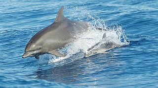 العلماء يكتشفون فيروسا شبيها بالحصبة في شواطئ إيطاليا تسبب في مقتل 40 دلفينا
