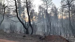 2500 Hektar Pinienwald sind verbrannt.