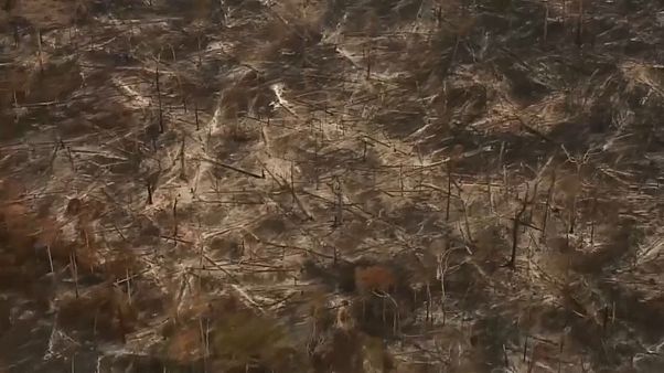 Fondo per l'Amazzonia sospeso, Bolsonaro: "Merkel riforesti la Germania!" Fondo per l'Amazzonia sospeso, Bolsonaro: "Merkel riforesti la Germania!"