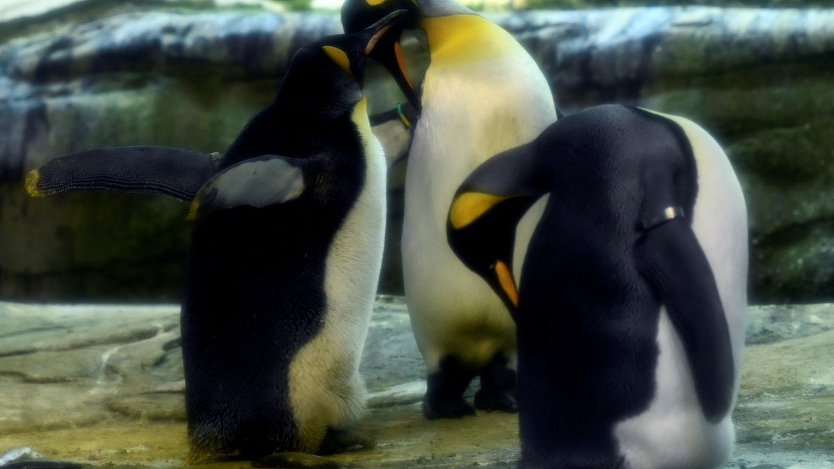  Γερμανία: Δύο ομοφυλόφιλοι πιγκουίνοι κλωσσούν ένα αυγό
