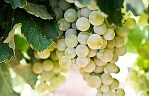 White grapes on a vine