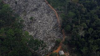 Brazilian government defends record on Amazon deforestation