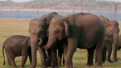 L’ivoire toujours commercialisé dans l’UE