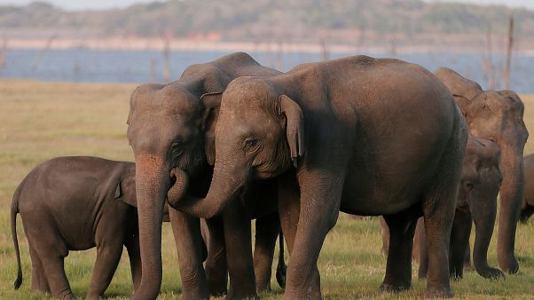 L’ivoire toujours commercialisé dans l’UE L’ivoire toujours commercialisé dans l’UE
