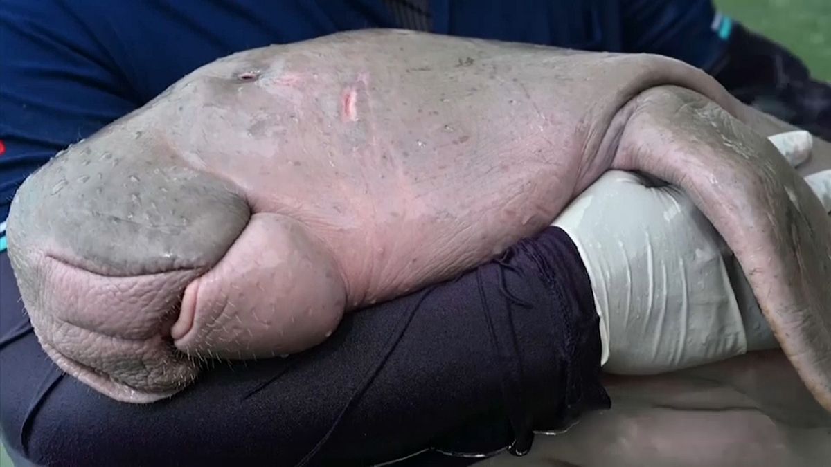 Taylandlıların sevgilisi 'yetim' dugong midesini tıkayan plastik atıklar nedeniyle hayatını kaybetti
