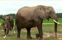 Hilfe für Elefanten: Artenschutzkonferenz in Genf