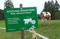 Bayerische Bauern warnen Wanderer: Weg von den Kühen!