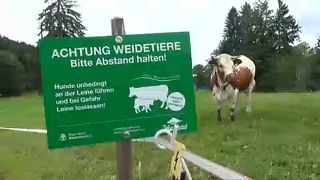 Bayerische Bauern warnen Wanderer: Weg von den Kühen!