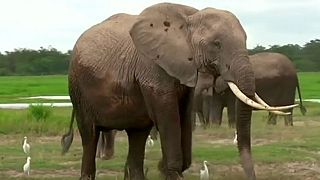 File image of elephants in Kenya