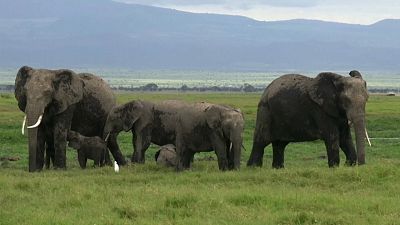 اتفاقية التجارة الدولية تحظر بيع صغار الفيلة البرية المهددة بالانقراض للحدائق