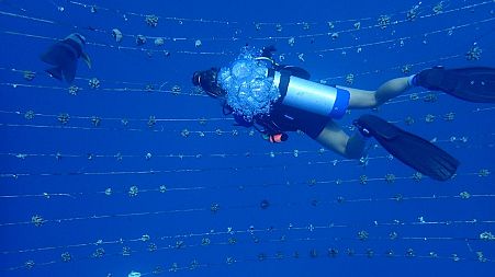 Diver in a coral nursery
