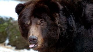 Grizzly medve a budapesti állatkertből - KÉPÜNK CSUPÁN ILLUSZTRÁCIÓ!