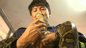 شاهد: اصطياد ثعبان عملاق تسلل إلى أحد المنازل في تايلاند