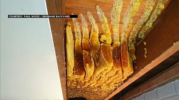 عسل وشهْد في سقف البيت عسل وشهْد في سقف البيت