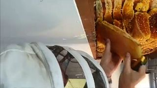 Vídeo mostra colmeia gigante encontrada numa casa em Brisbane