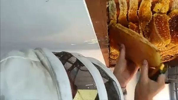 Titkos mézlelőhely a plafonban Titkos mézlelőhely a plafonban