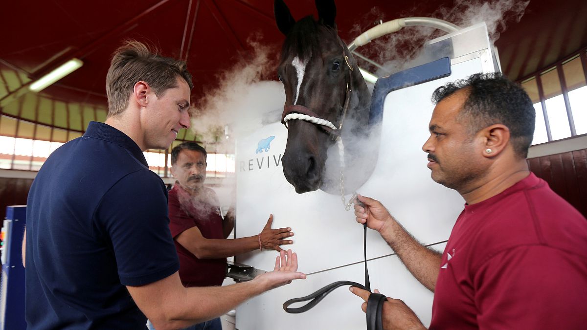 بالصور: دبي تستخدم تكنولوجيا التبريد لعلاج الخيول