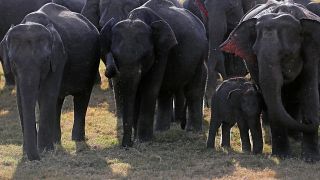 Felemás fellépés az elefántok védelmében